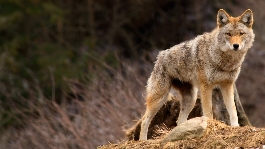Trojanac Coyote prvi malver koji zloupotrebljava Microsoft UIA-Kiber.ba